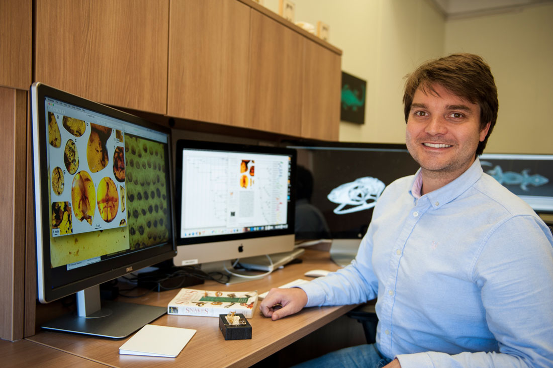 Ed Stanley at his computer with images of the lizards in amber. 