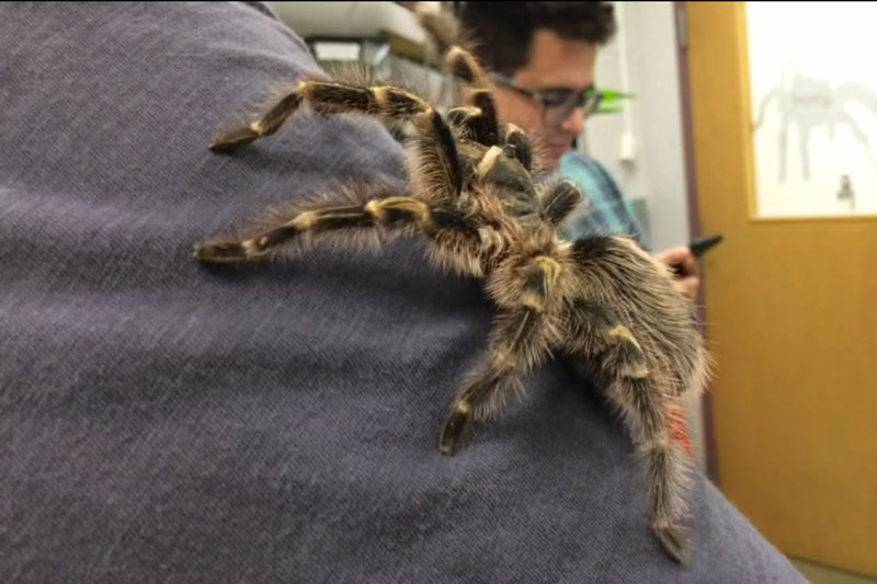 tarantula