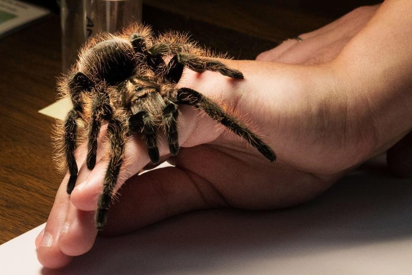 spider on hand