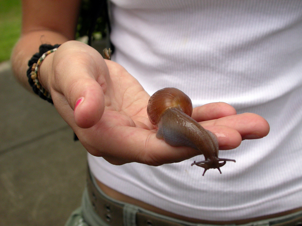 The predatory snail uses moustache-shaped sensory organs around its mouth, pictured here, to track its prey.