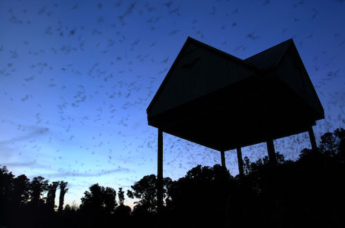 bat fly out of bat barn