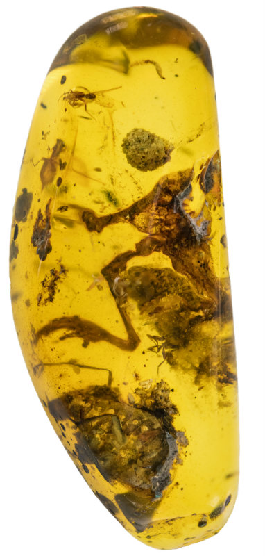 Amber frog