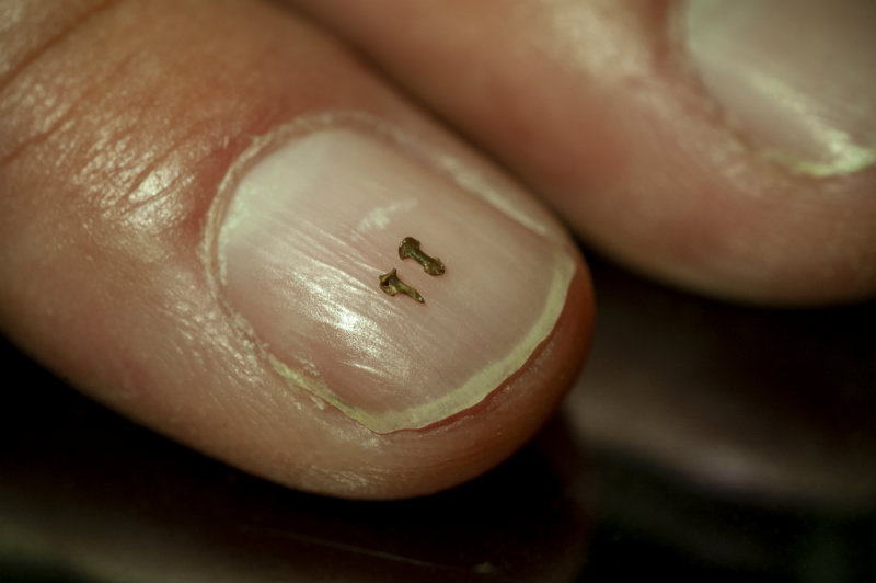 These tiny fossils belonged to Teilhardina brandti, an ancient, mouse-sized primate. The bone on the left once supported a grooming claw while the bone to its right undergirded a nail. Florida Museum photo by Kristen Grace