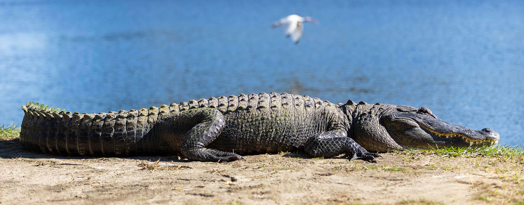 Alligator