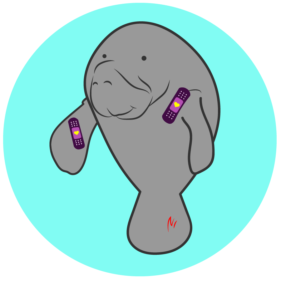 A manatee with scrapes wears bandages with hearts on them. Poor baby. 